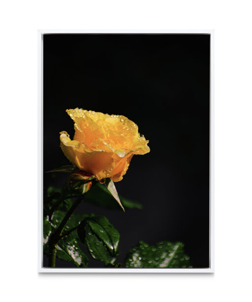 Yellow Rose Floral FLORES_021 - Image 6