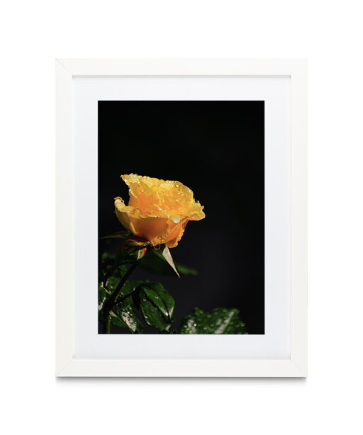 Yellow Rose Floral FLORES_021 - Image 3