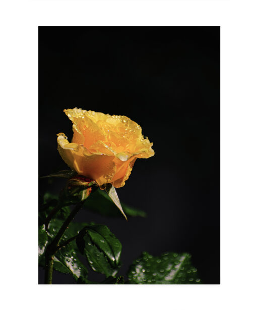Yellow Rose Floral FLORES_021 - Image 7