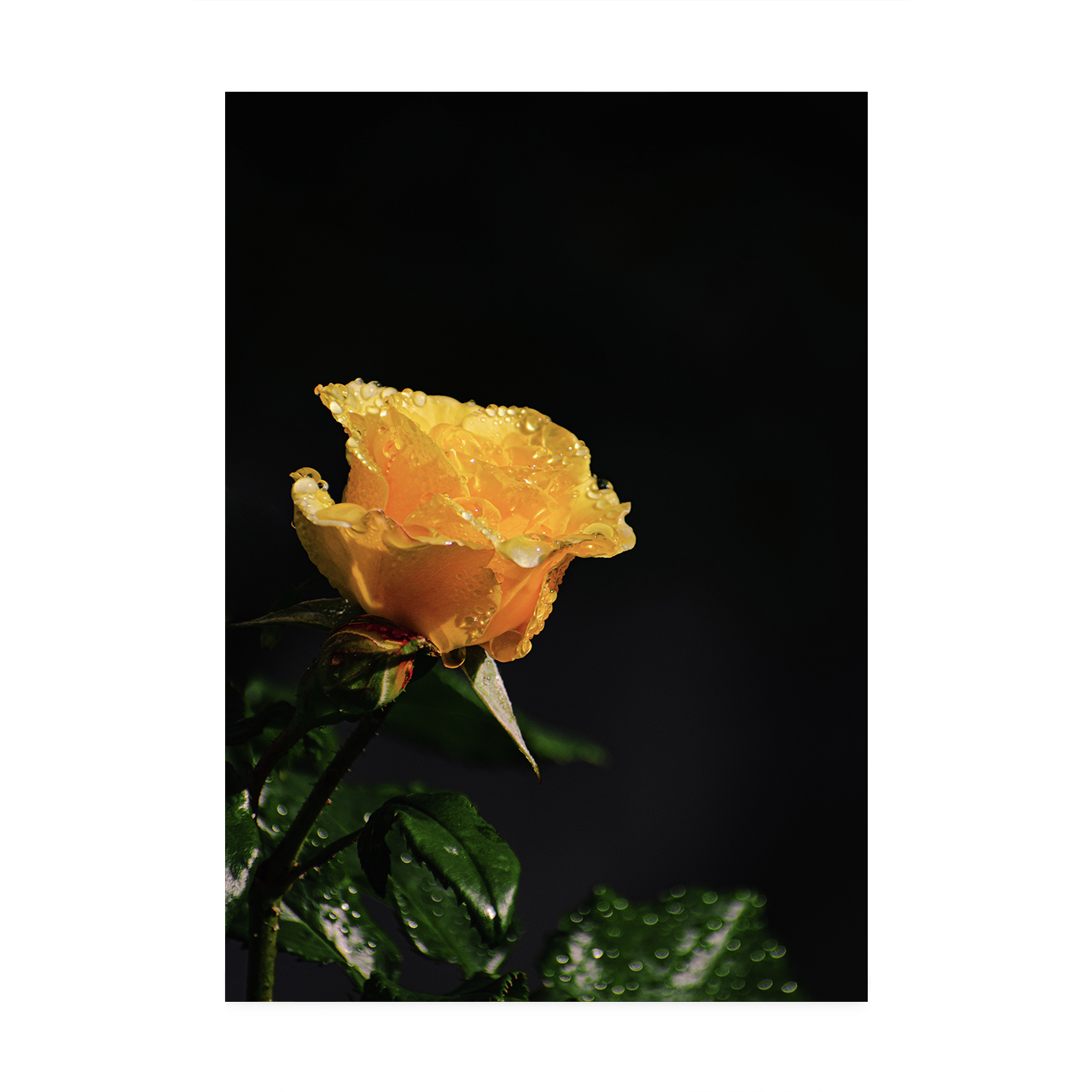 Yellow Rose Floral FLORES_021 - Image 7