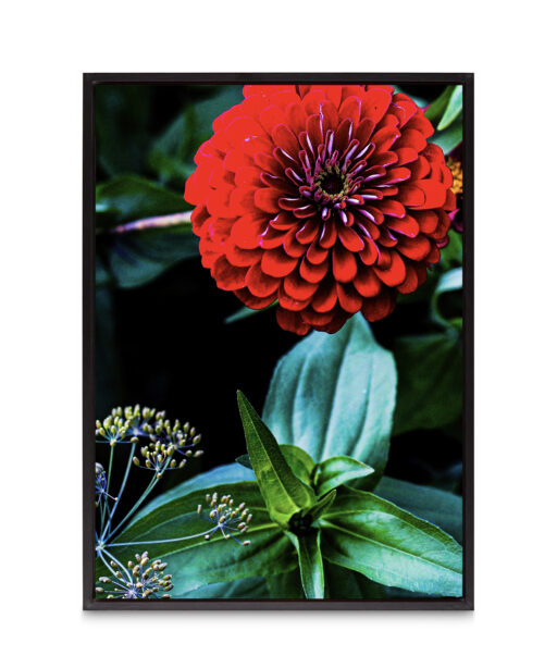 Giant Zinnia Floral FLORES_023 - Image 8