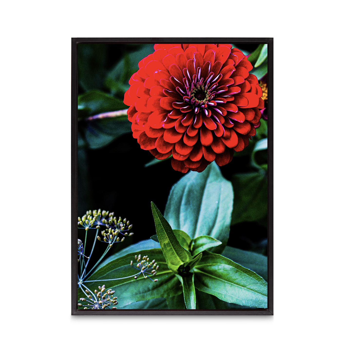 Giant Zinnia Floral FLORES_023 - Image 8