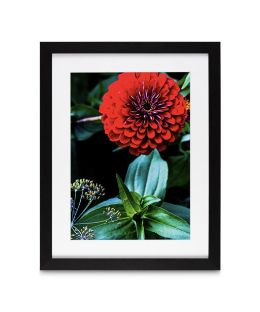 Giant Zinnia Floral FLORES_023 - Image 4