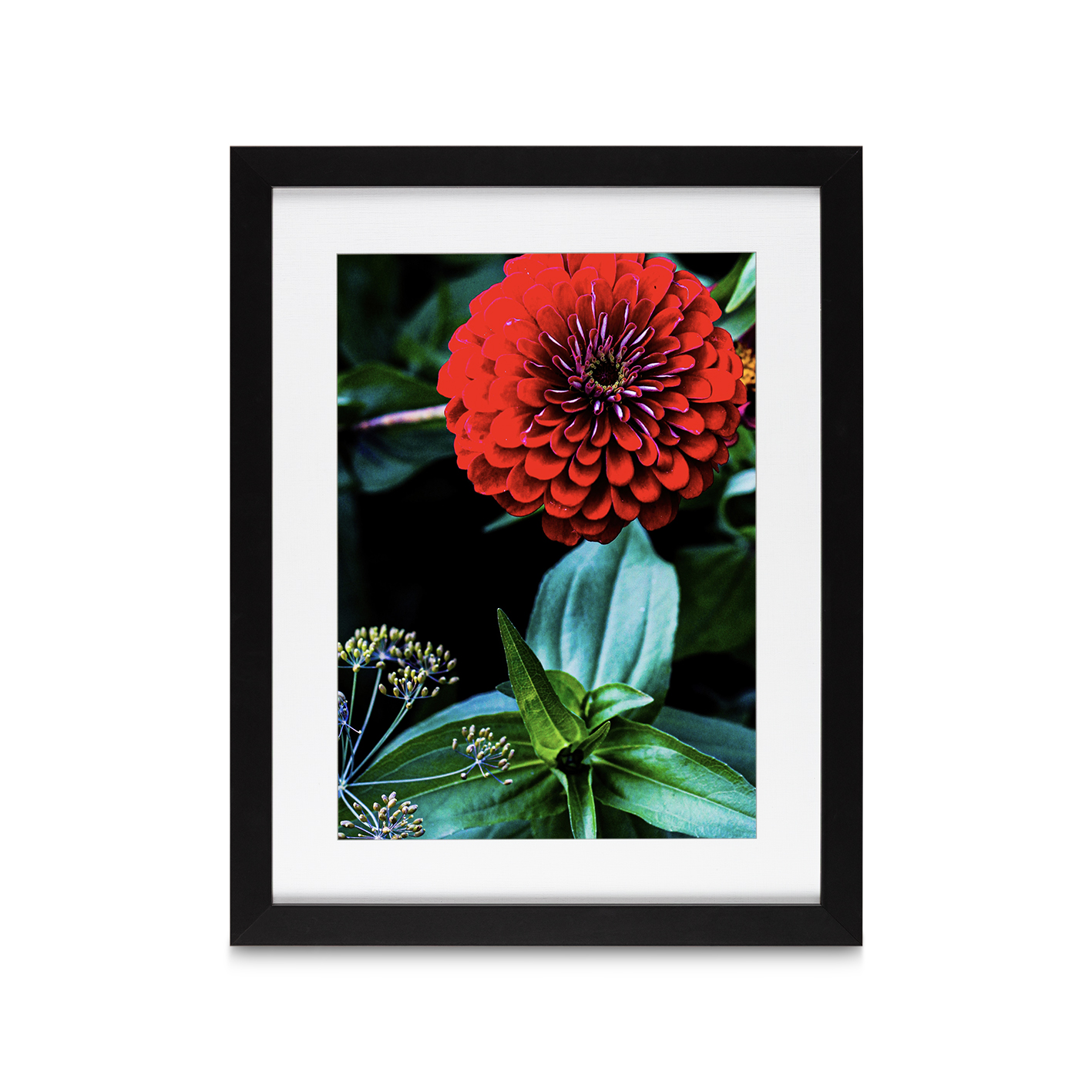 Giant Zinnia Floral FLORES_023 - Image 4