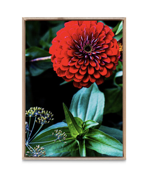 Giant Zinnia Floral FLORES_023 - Image 5