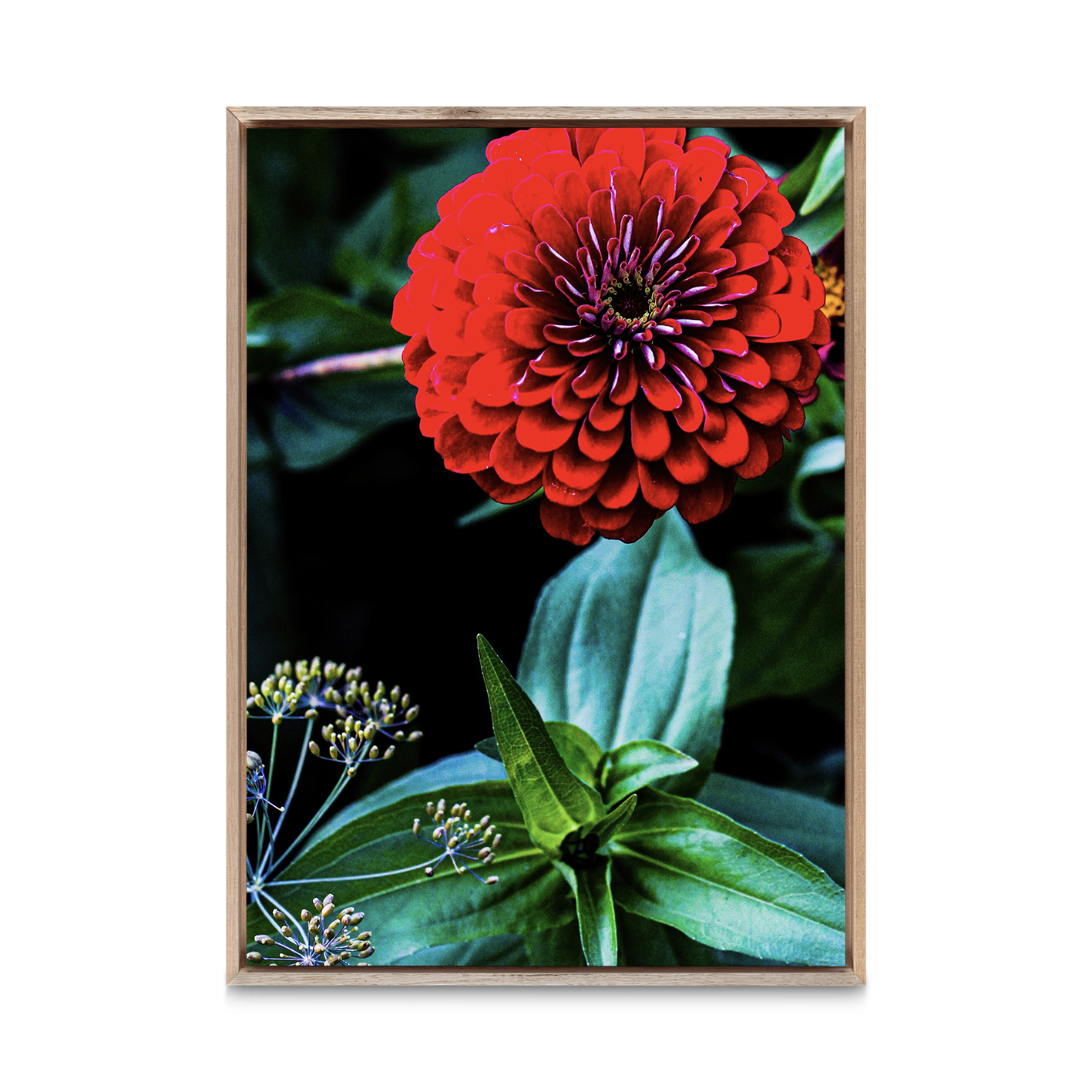Giant Zinnia Floral FLORES_023 - Image 5