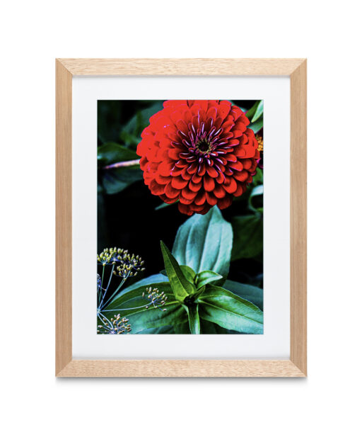 Alternative view of Giant Zinnia Floral FLORES_023