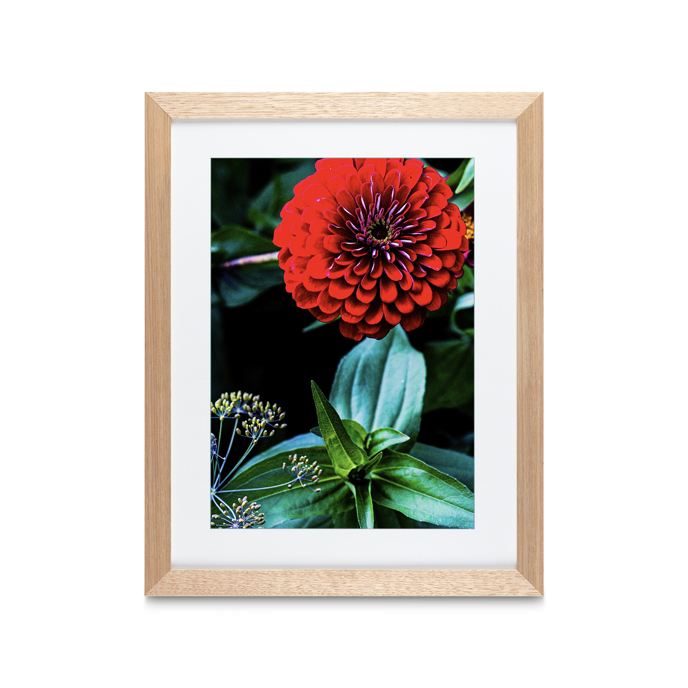 Giant Zinnia Floral FLORES_023 - Image 2