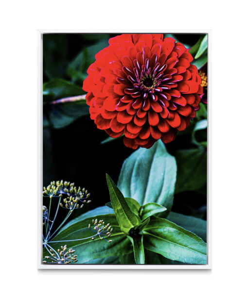 Giant Zinnia Floral FLORES_023 - Image 6