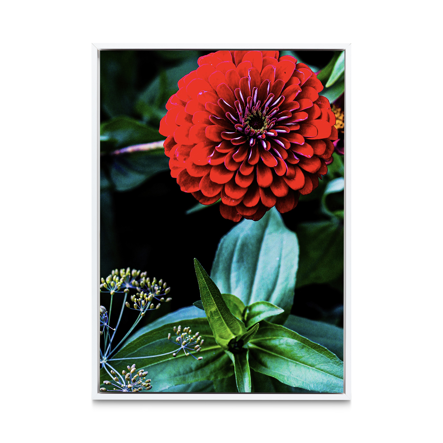 Giant Zinnia Floral FLORES_023 - Image 6