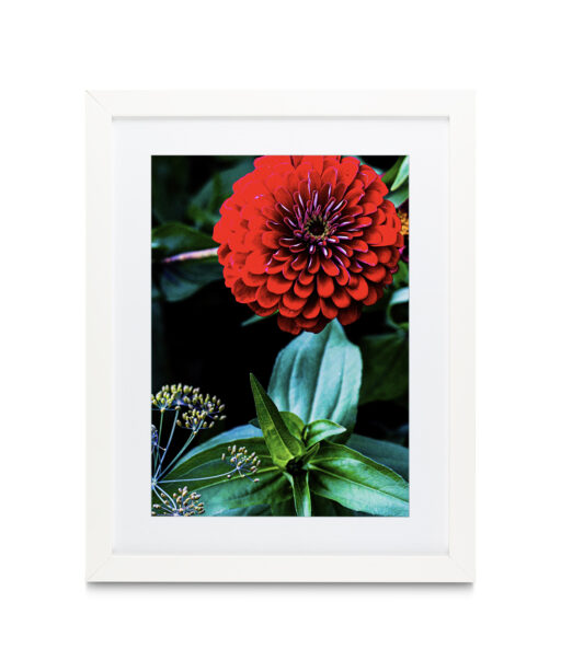 Giant Zinnia Floral FLORES_023 - Image 3