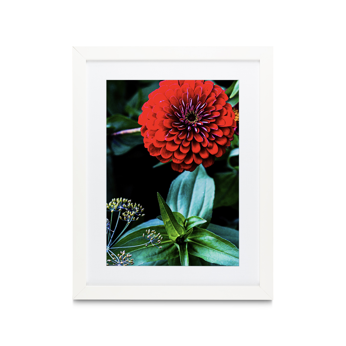 Giant Zinnia Floral FLORES_023 - Image 3
