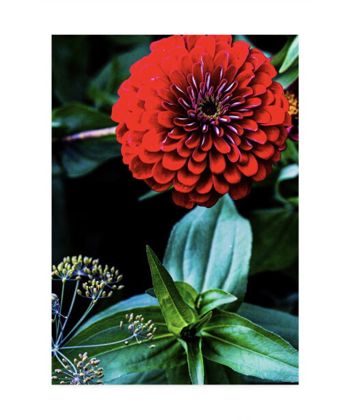 Giant Zinnia Floral FLORES_023 - Image 7