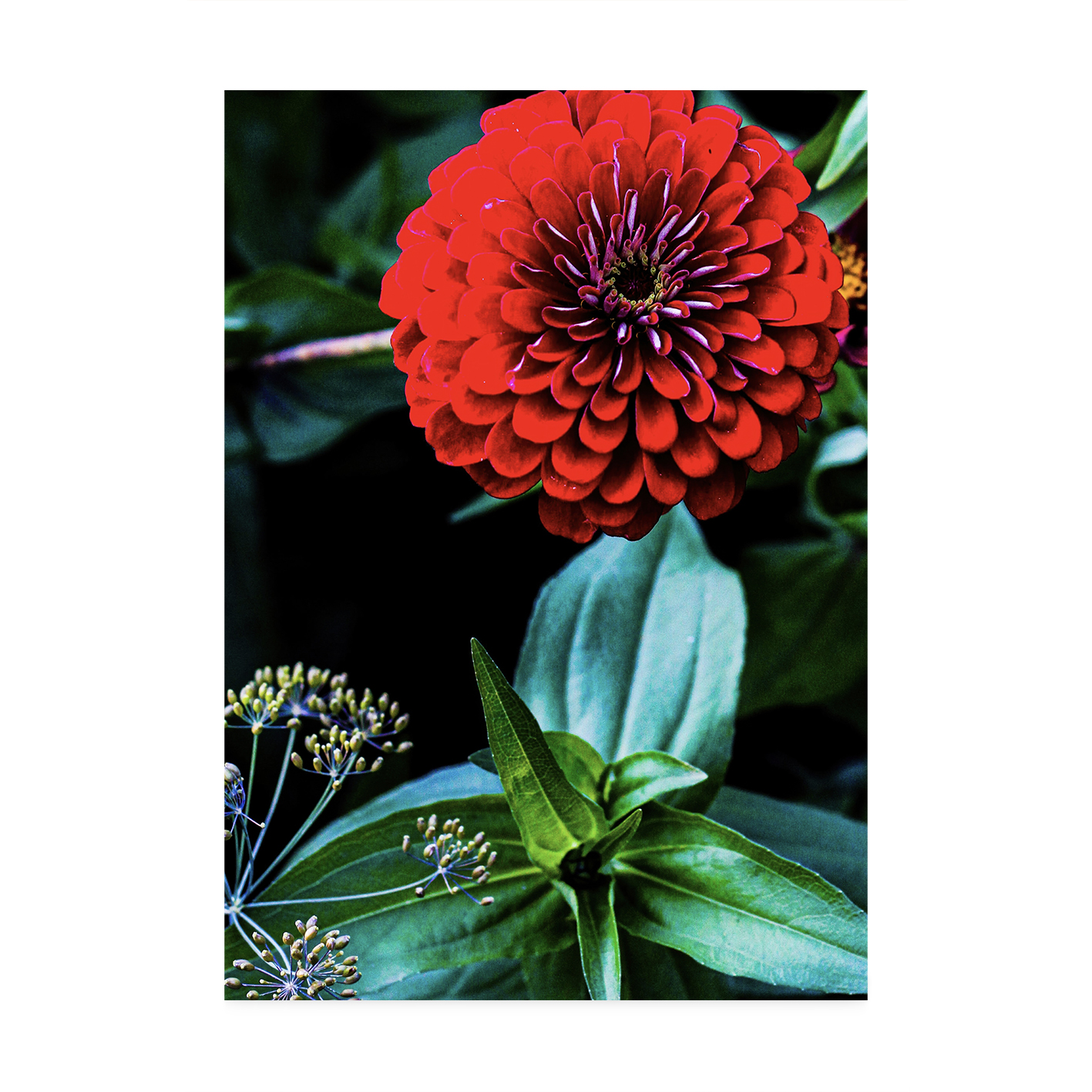 Giant Zinnia Floral FLORES_023 - Image 7