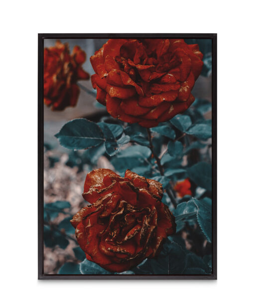 Three Red Roses FLORES_024 - Image 8