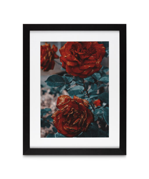 Three Red Roses FLORES_024 - Image 4