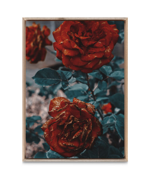 Three Red Roses FLORES_024 - Image 5
