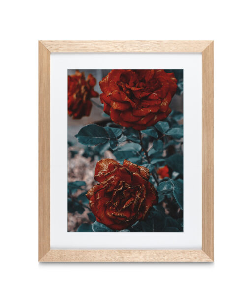 Alternative view of Three Red Roses FLORES_024