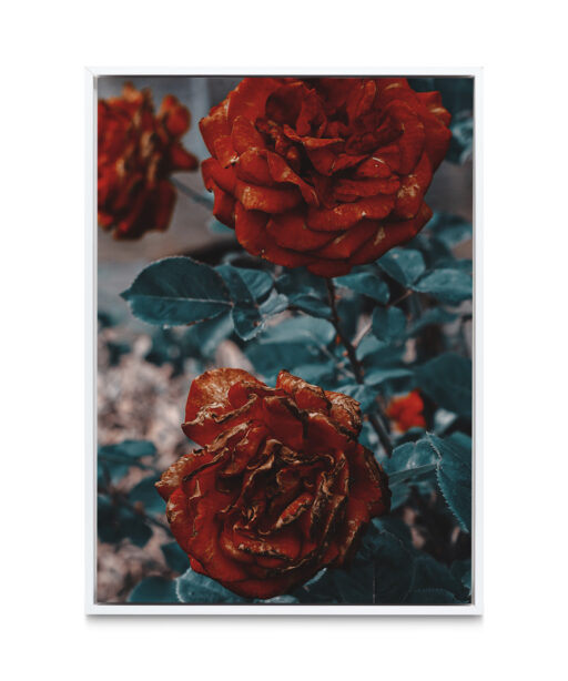 Three Red Roses FLORES_024 - Image 6