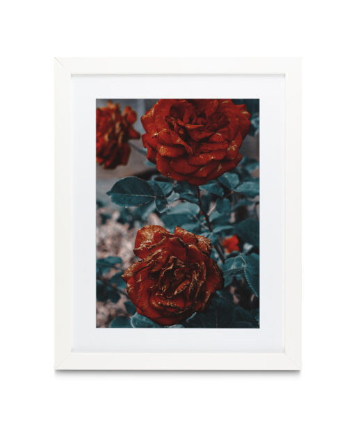 Three Red Roses FLORES_024 - Image 3