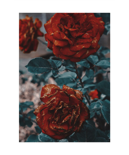 Three Red Roses FLORES_024 - Image 7