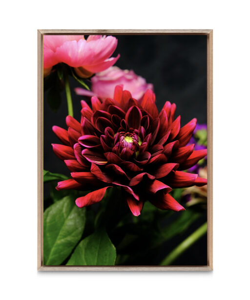 Red Dahlia Floral FLORES_025 - Image 5