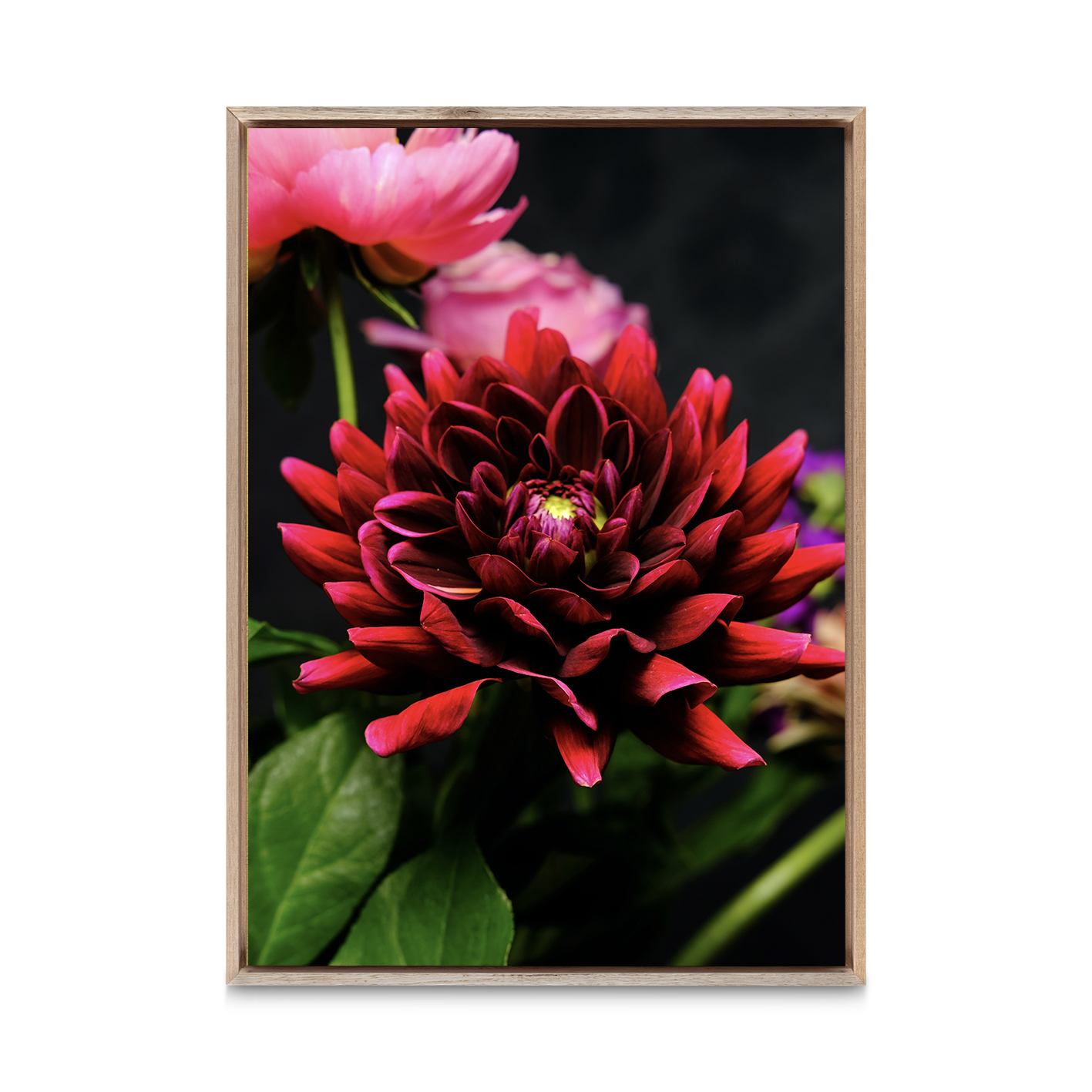 Red Dahlia Floral FLORES_025 - Image 5