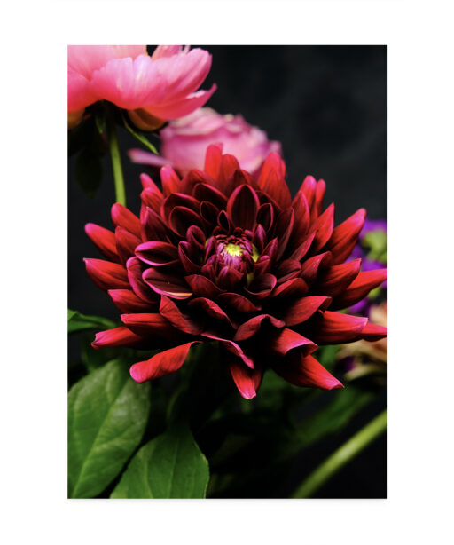 Red Dahlia Floral FLORES_025 - Image 7