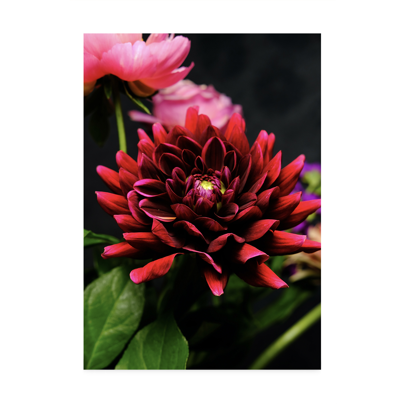 Red Dahlia Floral FLORES_025 - Image 7
