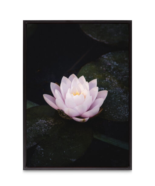 Pink Water Lily Floral FLORES_026 - Image 8