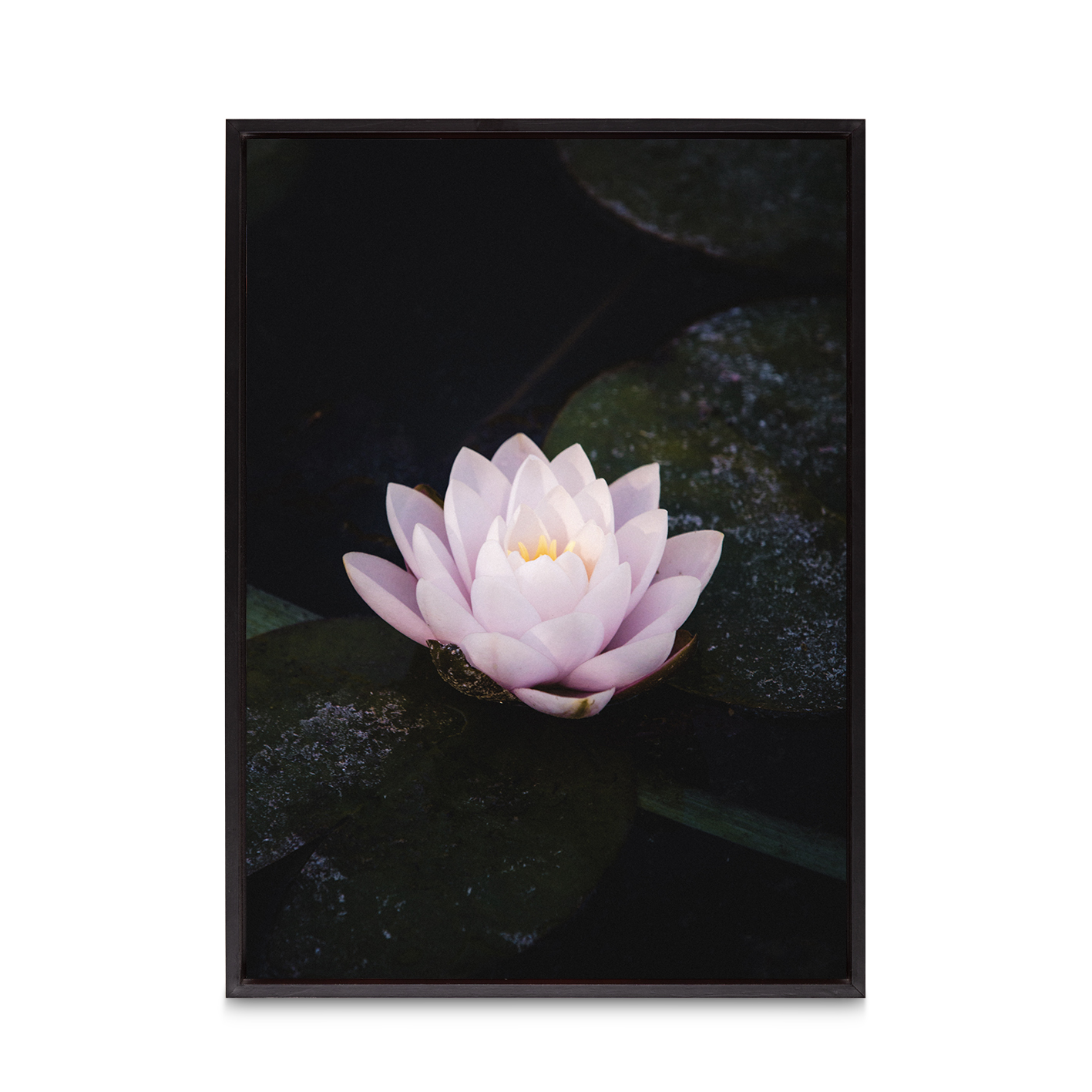 Pink Water Lily Floral FLORES_026 - Image 8