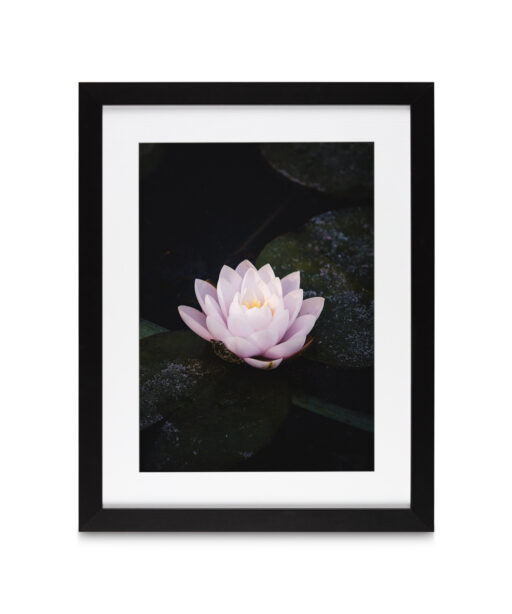 Pink Water Lily Floral FLORES_026 - Image 4