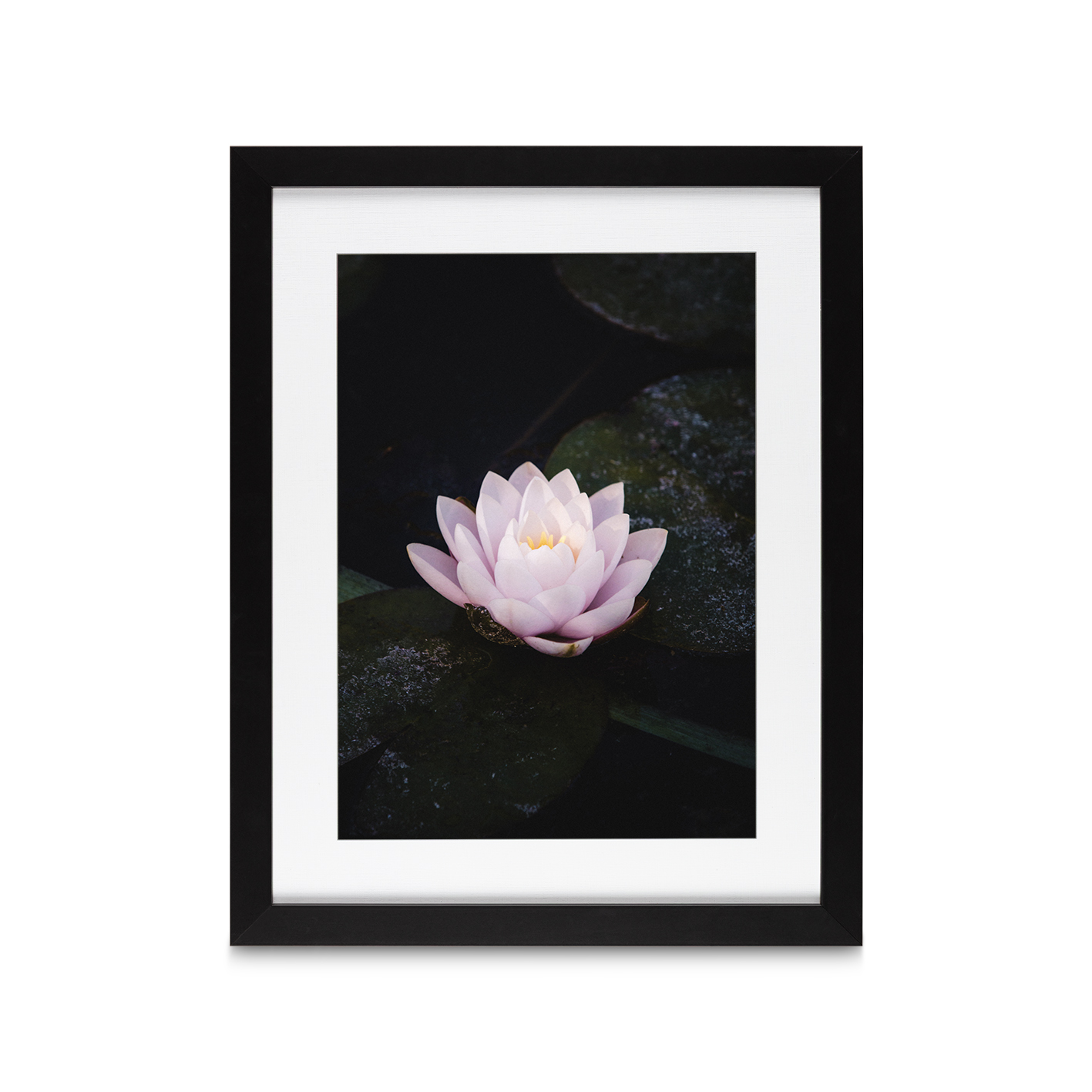 Pink Water Lily Floral FLORES_026 - Image 4