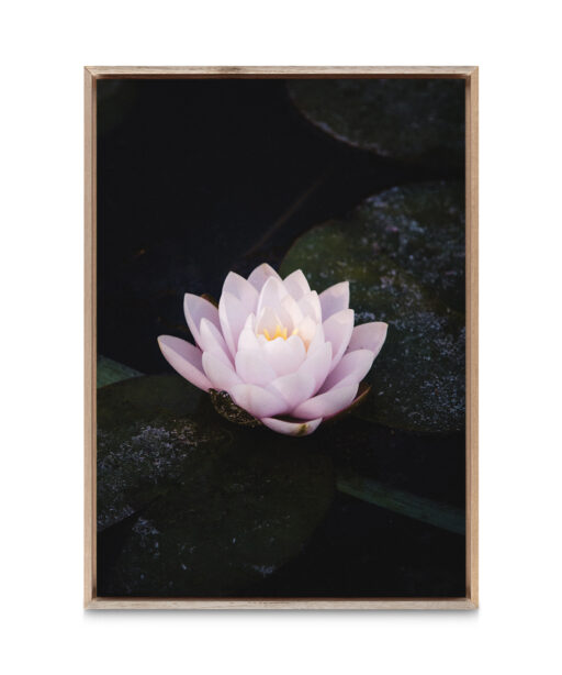 Pink Water Lily Floral FLORES_026 - Image 5