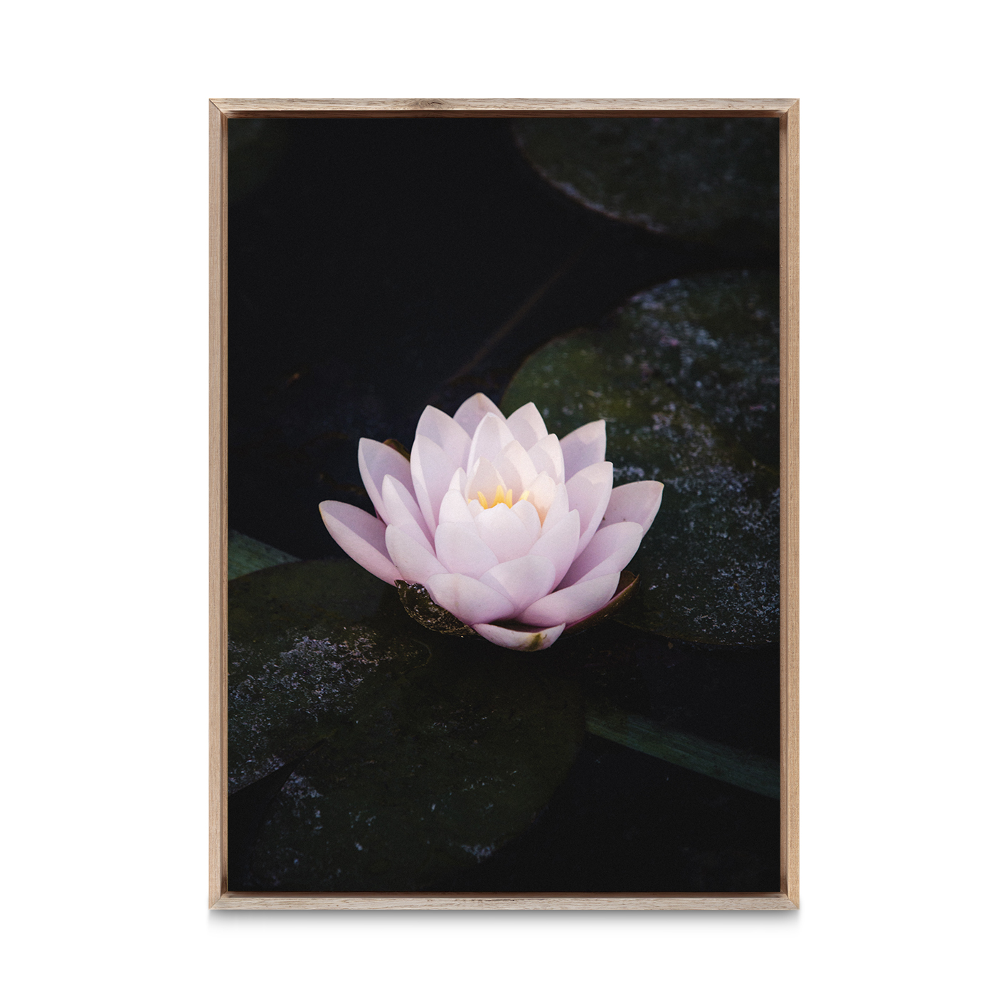 Pink Water Lily Floral FLORES_026 - Image 5