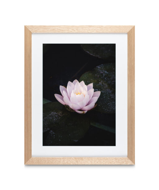 Alternative view of Pink Water Lily Floral FLORES_026