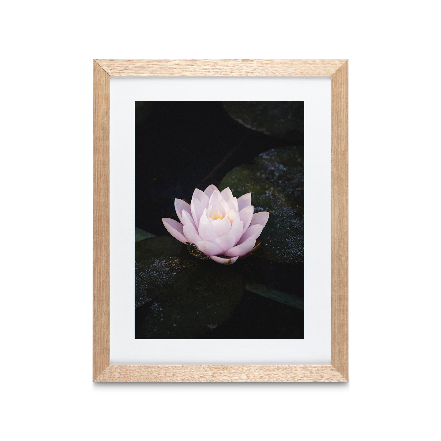 Pink Water Lily Floral FLORES_026 - Image 2