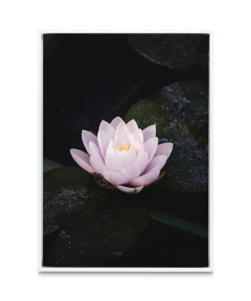 Pink Water Lily Floral FLORES_026 - Image 6