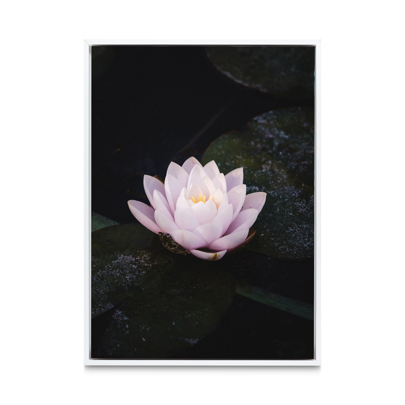 Pink Water Lily Floral FLORES_026 - Image 6