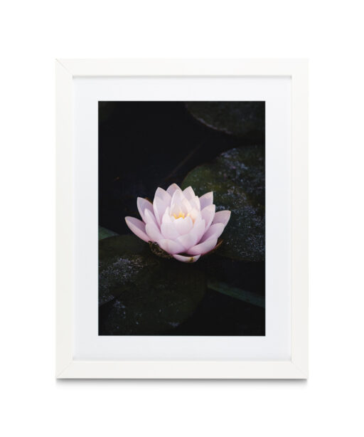 Pink Water Lily Floral FLORES_026 - Image 3