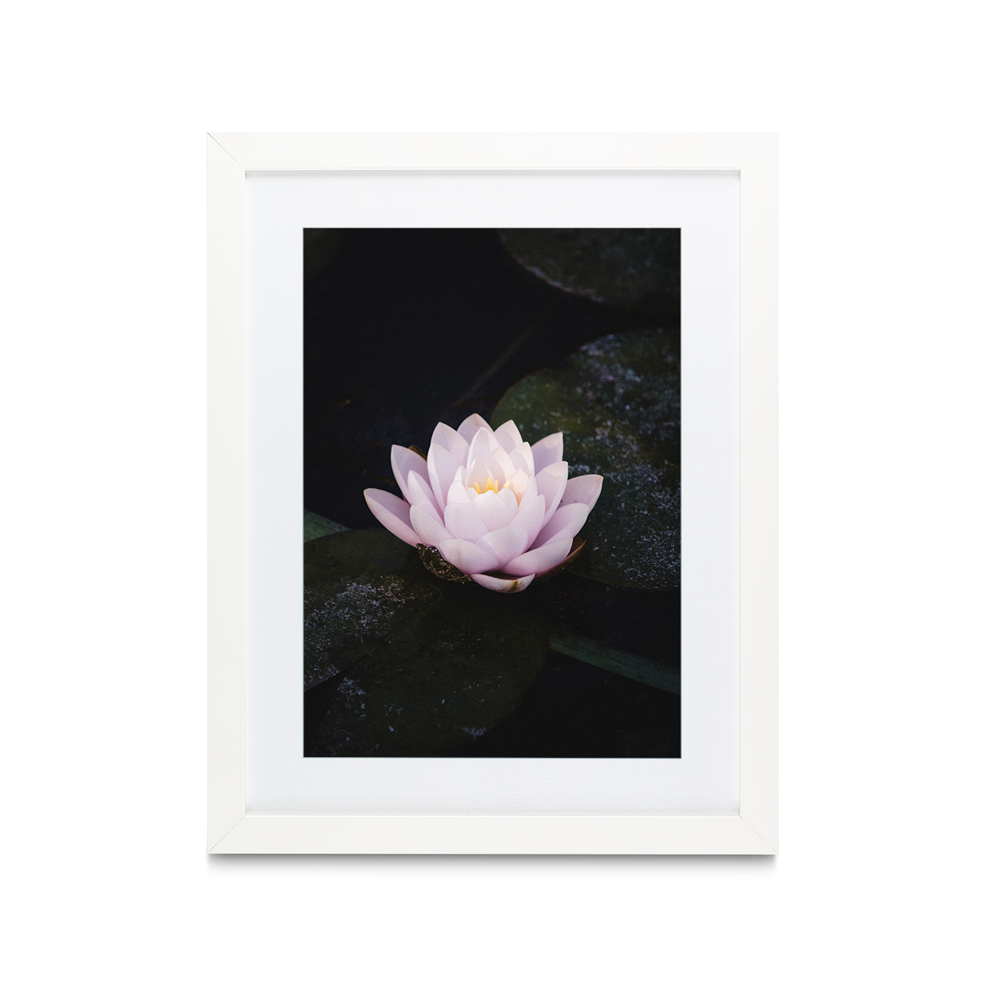 Pink Water Lily Floral FLORES_026 - Image 3