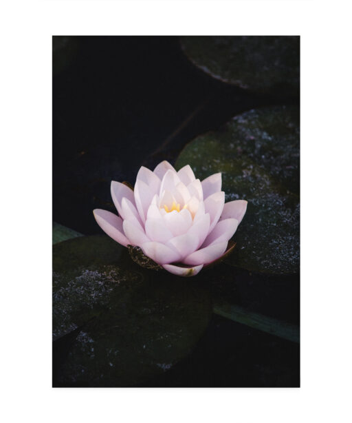 Pink Water Lily Floral FLORES_026 - Image 7
