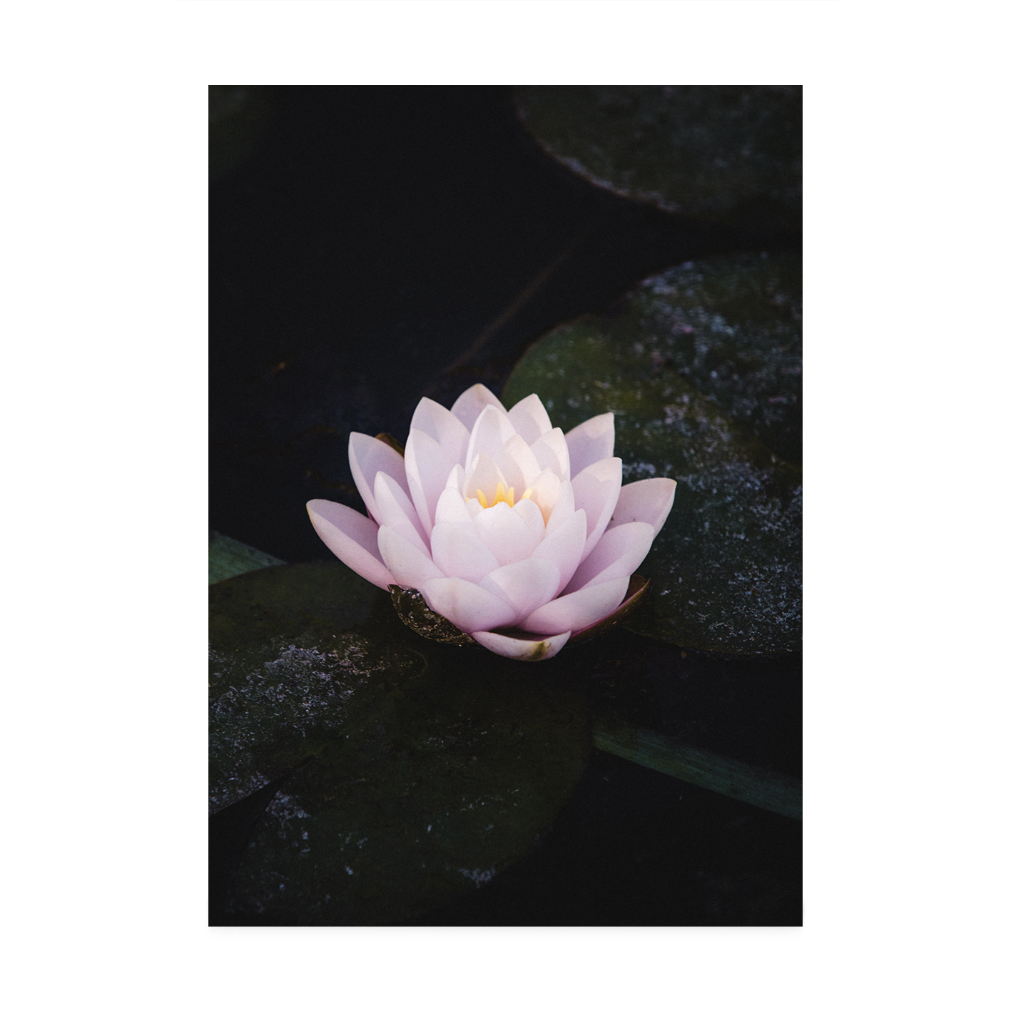 Pink Water Lily Floral FLORES_026 - Image 7