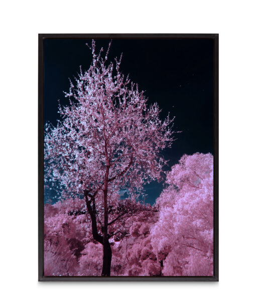 Pink Cherry Blossoms Floral FLORES_027 OR - Image 8