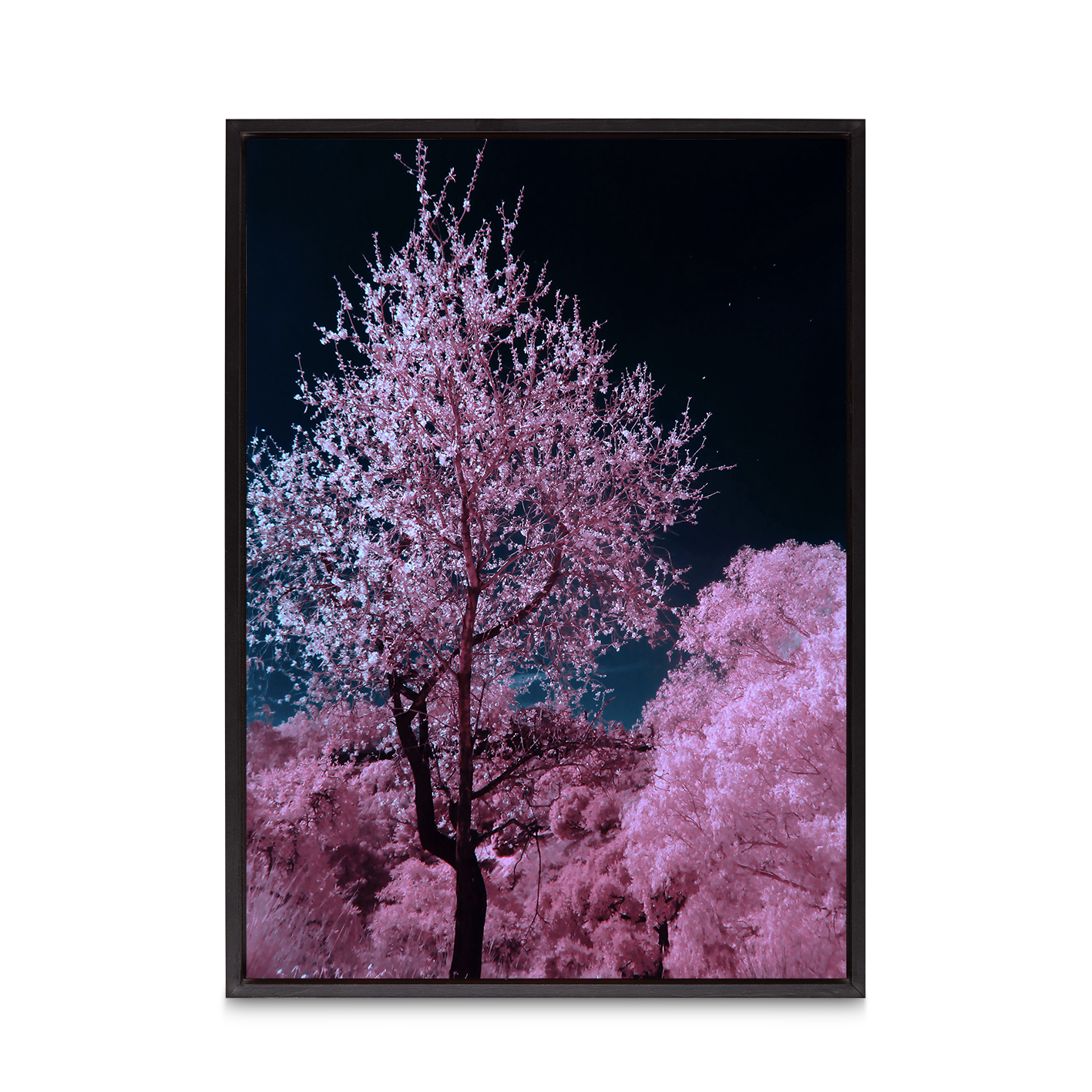 Pink Cherry Blossoms Floral FLORES_027 OR - Image 8