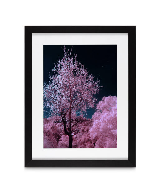 Pink Cherry Blossoms Floral FLORES_027 OR - Image 4