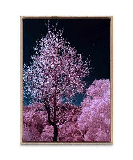 Pink Cherry Blossoms Floral FLORES_027 OR - Image 5