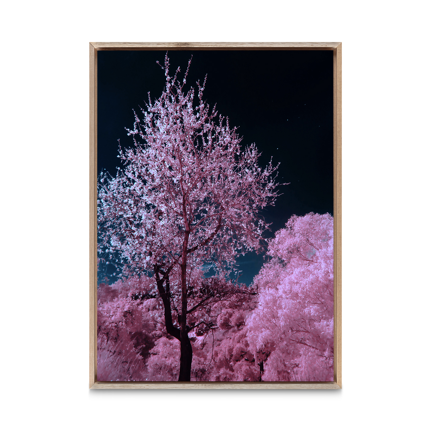 Pink Cherry Blossoms Floral FLORES_027 OR - Image 5