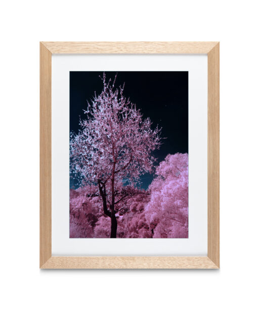 Alternative view of Pink Cherry Blossoms Floral FLORES_027 OR