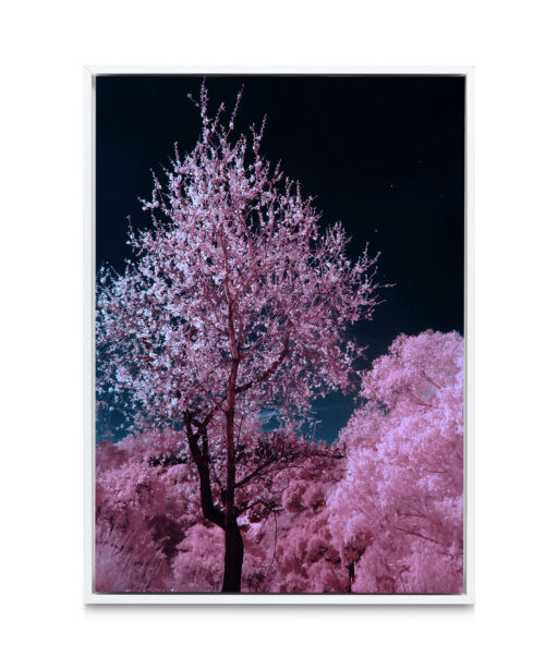 Pink Cherry Blossoms Floral FLORES_027 OR - Image 6